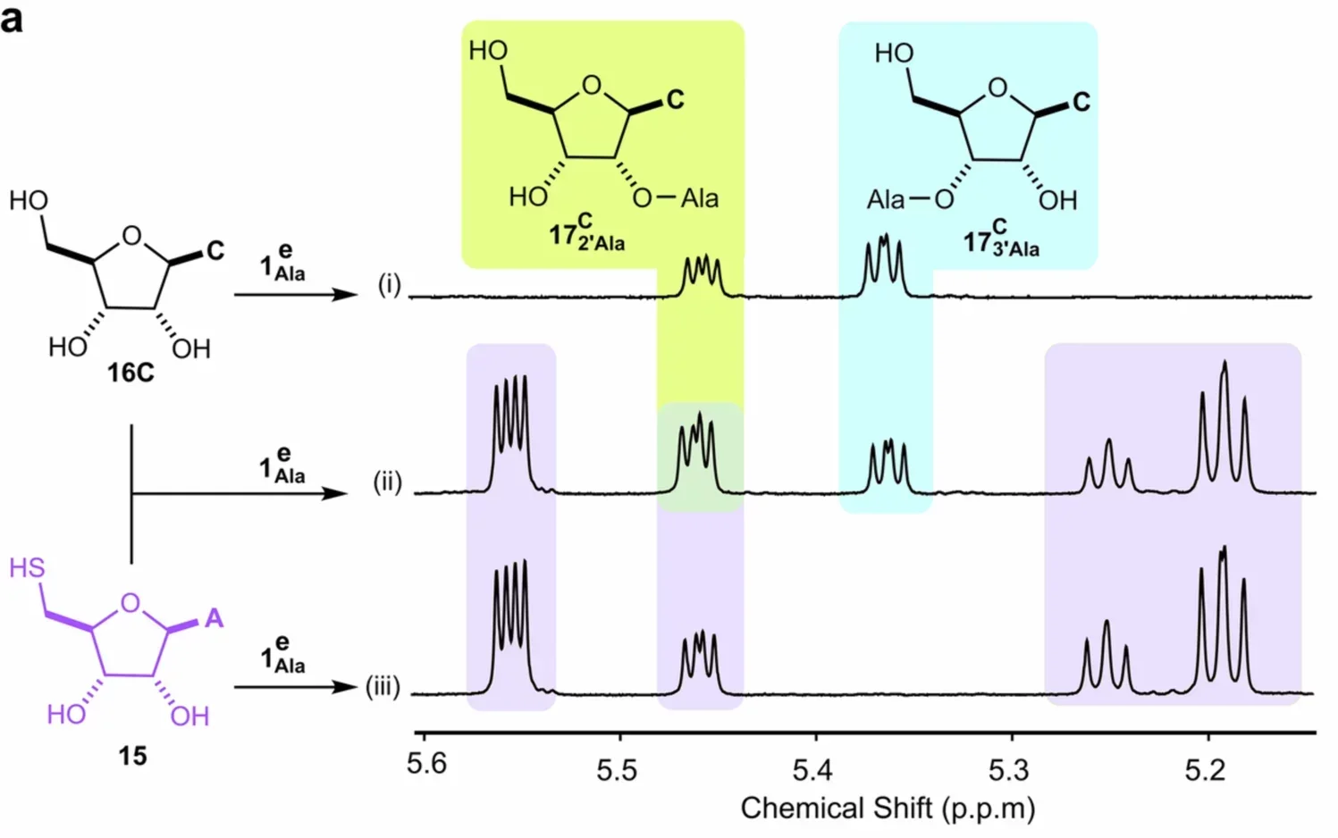 Reaction of alanyl-thiol with nucleosides.