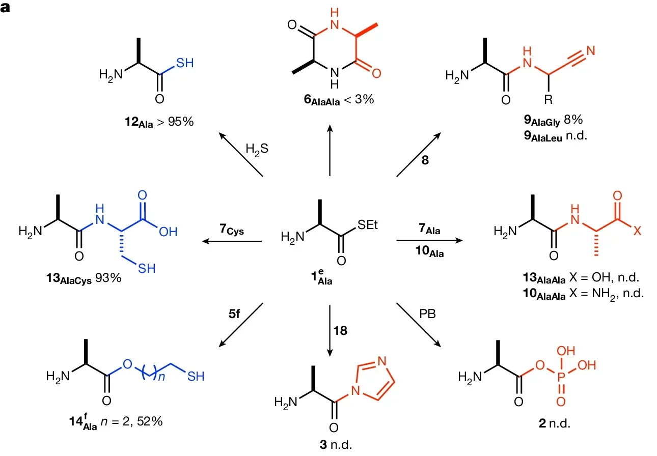 Reactivity of nucleophiles with alanine thioester.