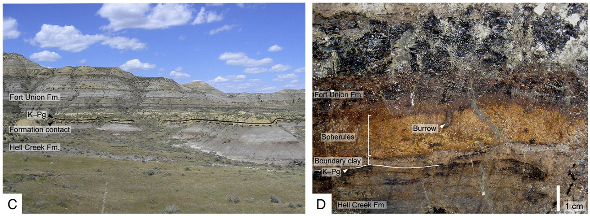 (C) The K–Pg boundary in the badlands, of Marmarth, North Dakota USA. (D) The K–Pg boundary layer at Mud Buttes. The sequence shows a 1-cm-thick pinkish clay layer (low angle ejecta), overlain by a 3-cm-thick orange layer containing altered spherules (high angle ejecta).