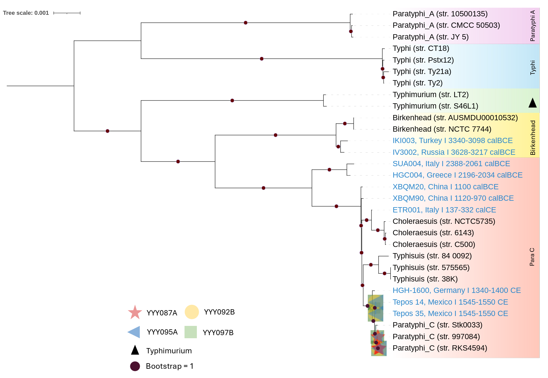 Maximum likelihood 258 phylogeny of 31 S. enterica genomes representative of the known diversity of the species, calculated on 4,083,601 aligned 259 genome positions (including 91,636 variant sites).
