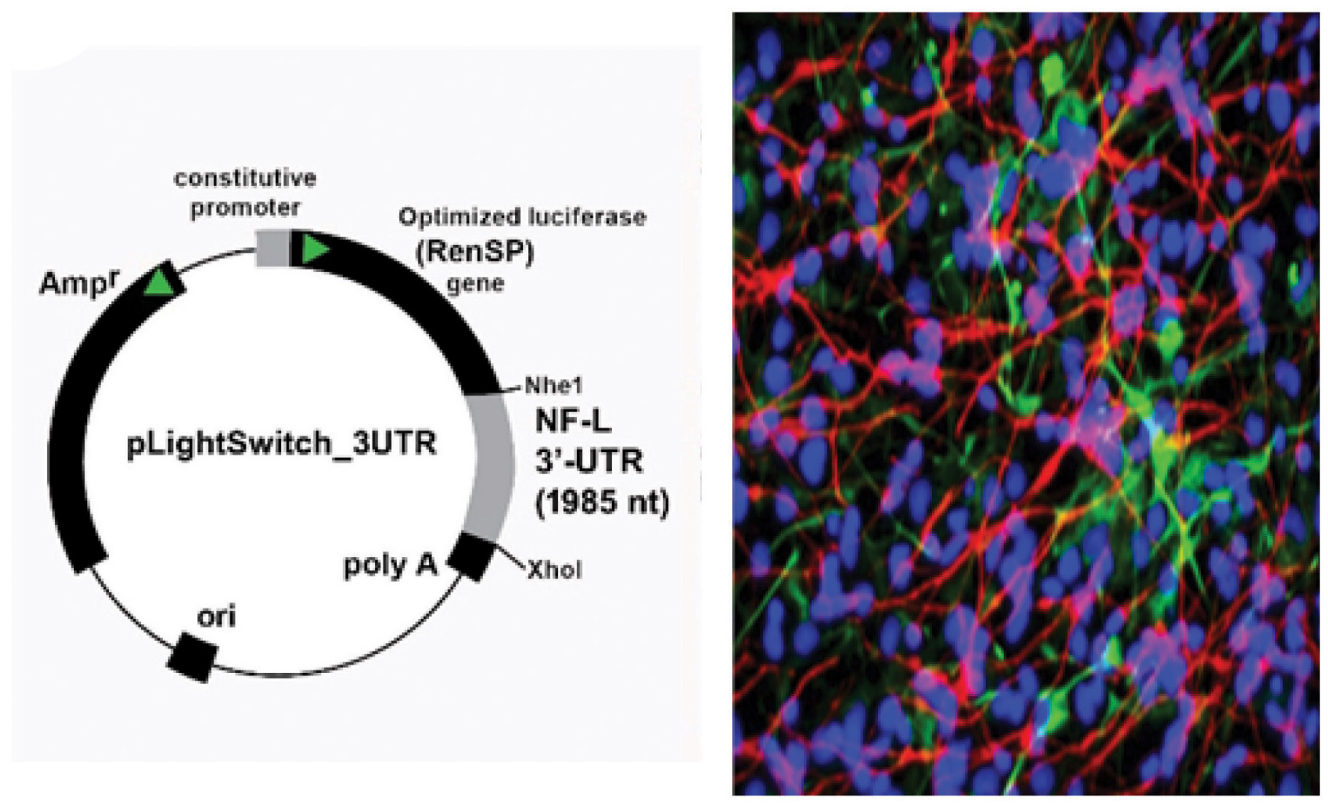 The NF-L-mRNA-3′- UTR expression vector luciferase reporter assay (pLight Switch-3 ′UTR; Cat#S810535; Switchgear Genomics, Palo Alto CA); in this vector, the entire 1,985 nucleotide NF-L 3′-UTR was ligated into the unique Nhe1-Xho1site; not drawn to scale; human neuronal-glial (HNG) cells. 