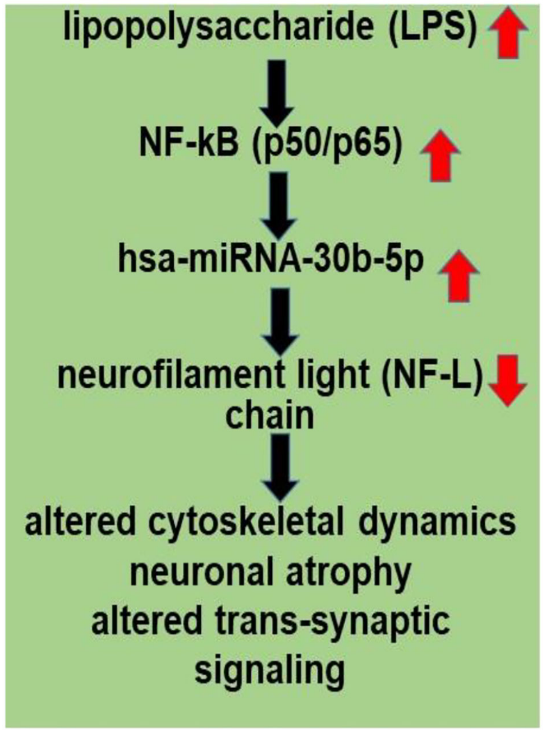 LPS, present in brain cells affected with AD, has an inhibitory effect on NF-L expression.