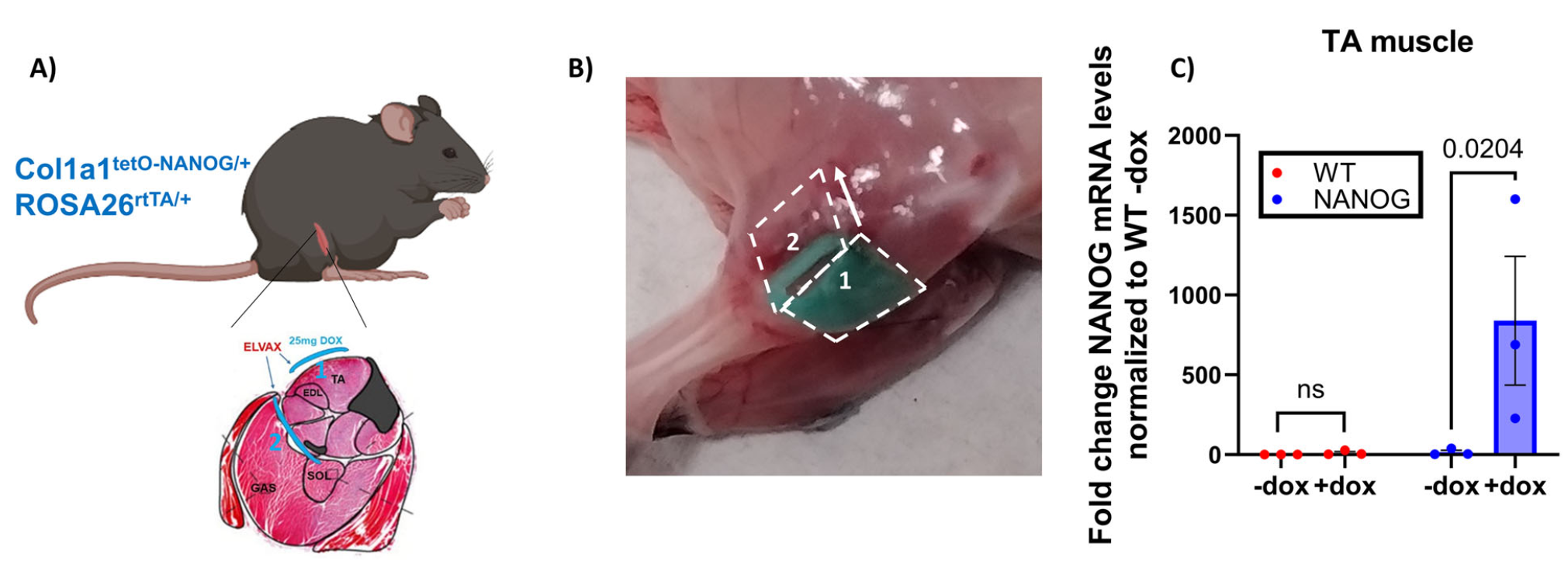 Mouse model for Dox-inducible NANOG expression in skeletal muscle.