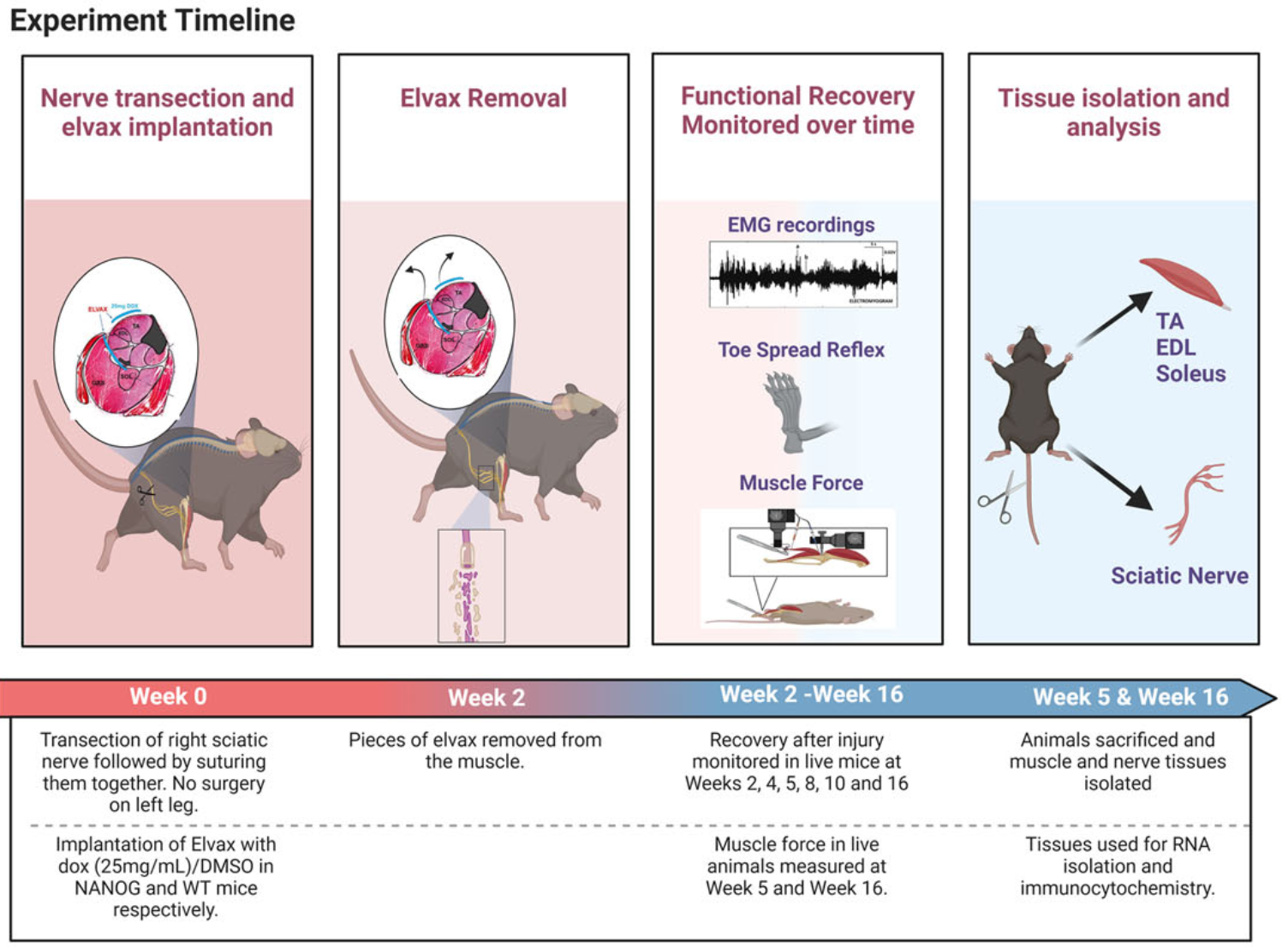 NANOG expression in skeletal muscle in a sciatic nerve injury modelupregulates genes associated with skeletal muscle dedifferentiation, neuro-genesis and nerve development 5 weeks post injury. 