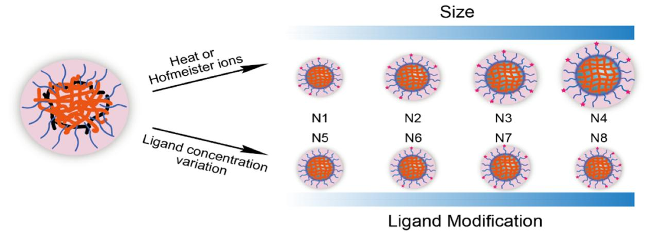 Schematic illustration of the generation of ANG library with tunable particle size and ligand density. ANG with different sizes (N1, N2, N3, and N4) contained the same ligand modification degree (28%).