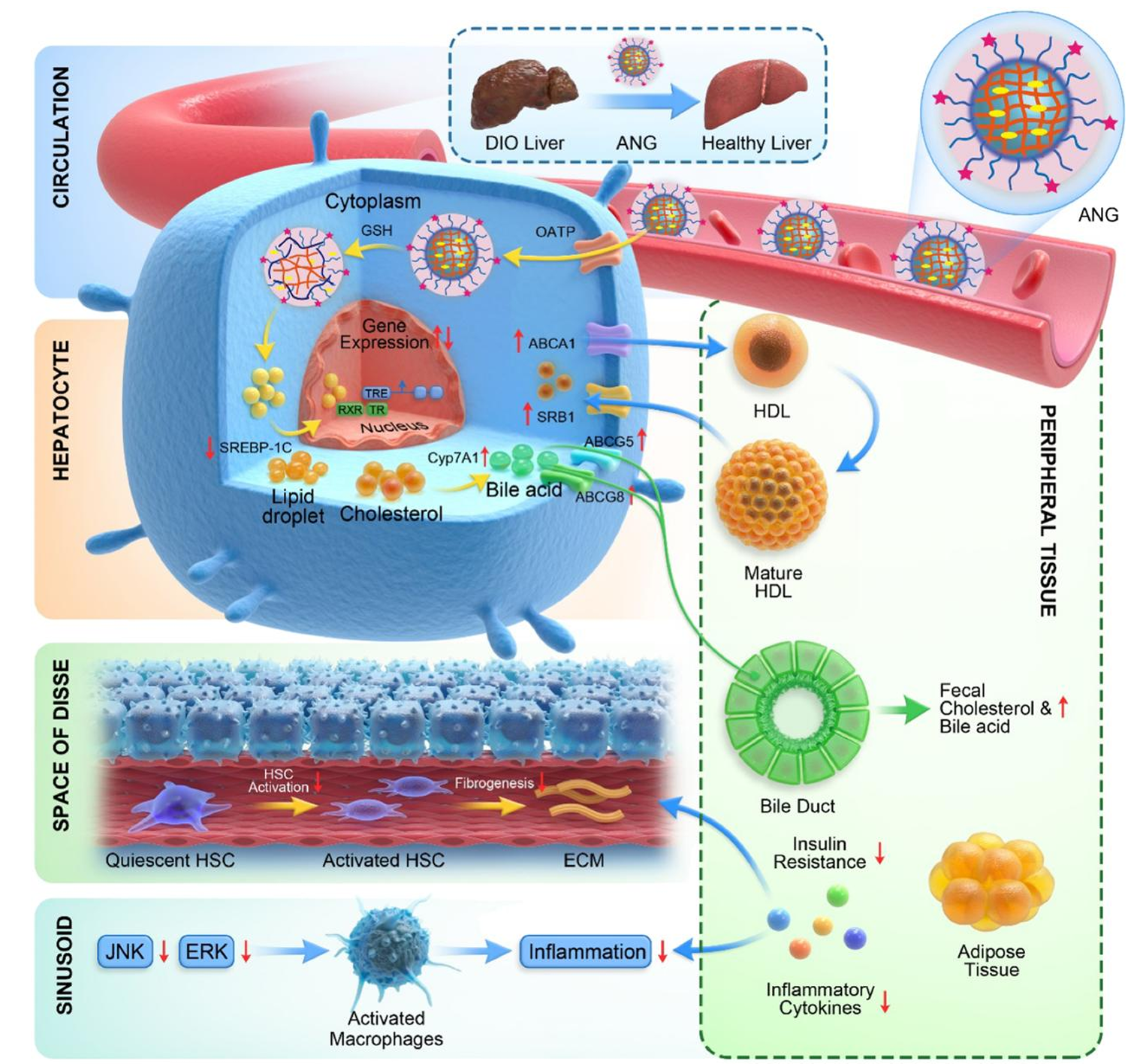 Schematic showing the mechanism by which CGS-ANG regulates metabolic dysfunction in mice. ANG sequesters CGS 26214 and efficiently targets hepatocytes by interacting with OATP. CGS 26214 is released after the cross-links of ANG break in reducing cytosolic environment.