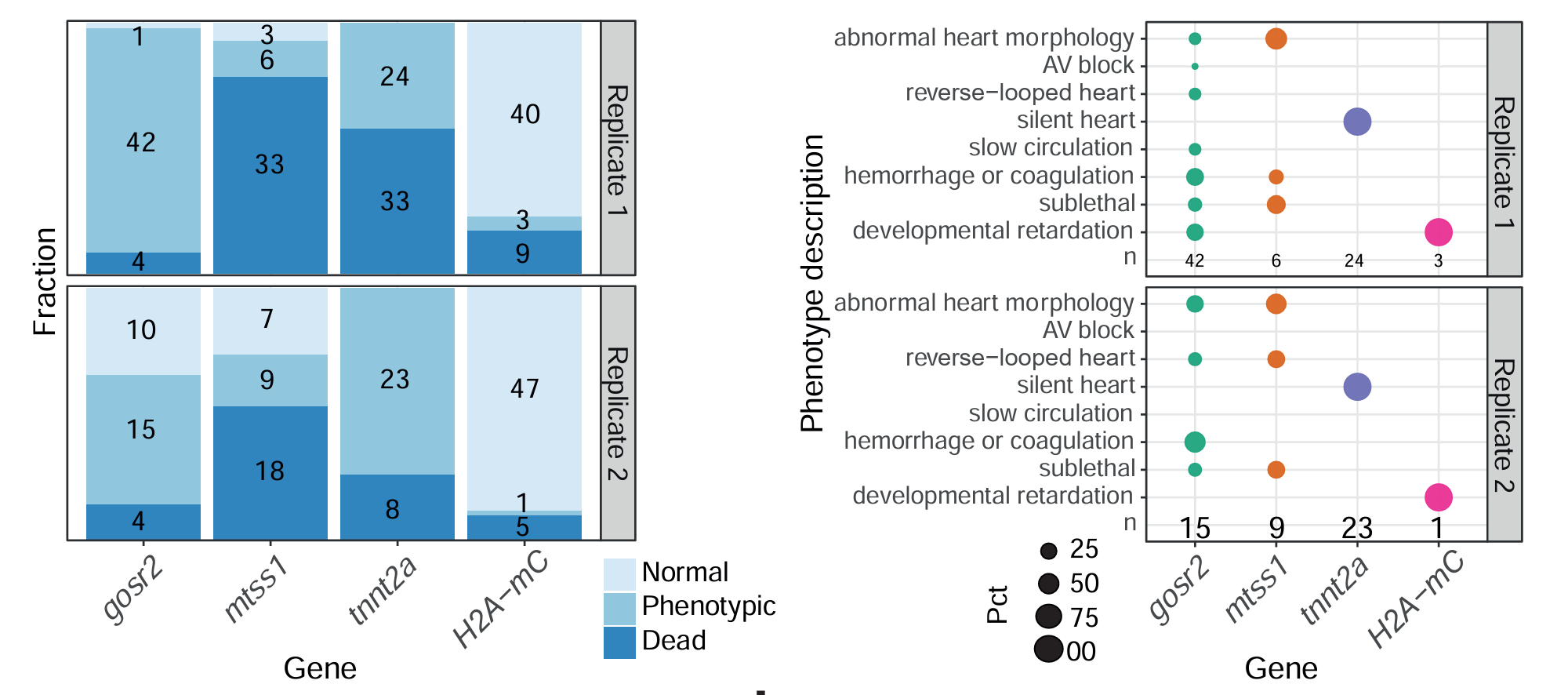 Knockout of mtss1 leads to a reduction of cardiac trabeculation in medaka. 