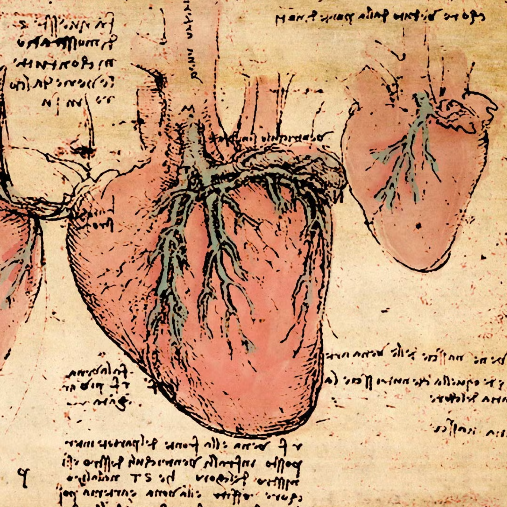 500 years later, scientists solve Leonardo da Vinci's heart mystery - The  Brighter Side of News