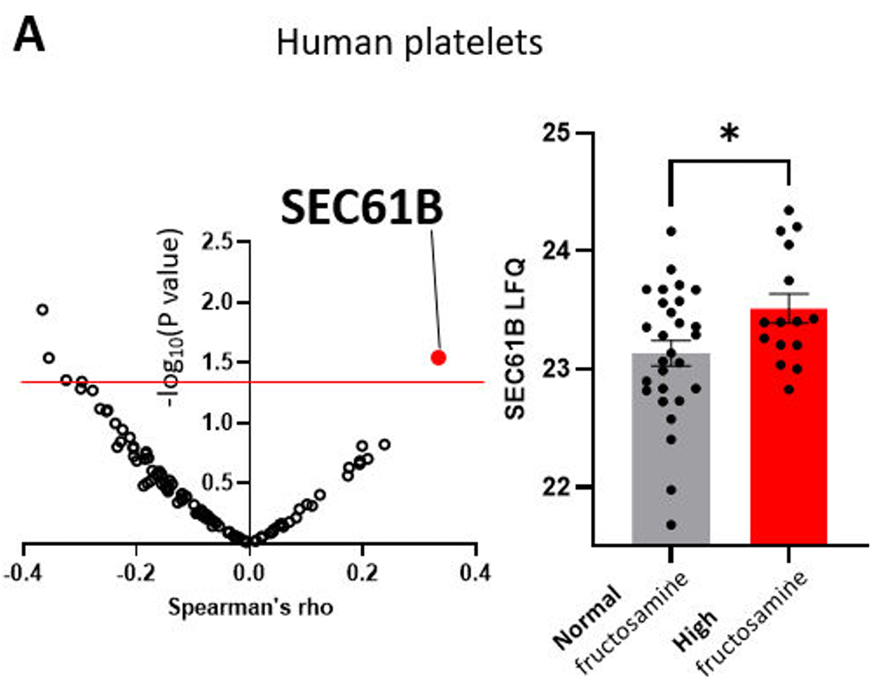 SEC61Bproteinabundancewasincreasedinplateletswithhighfructosamine (>290 µmol/L)compared with normal fructosamine