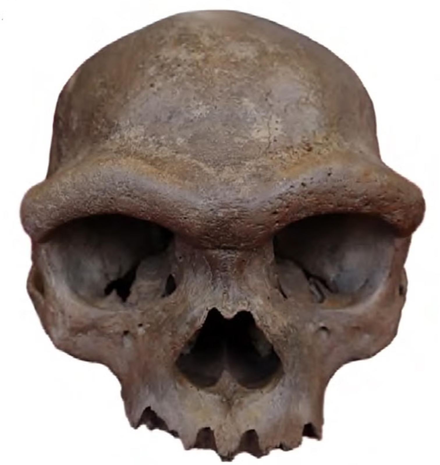 Researchers reported that the "Harbin cranium," originally unearthed in the 1930s, likely belonged to a Denisovan. To date, it is the only known Denisovan skull.