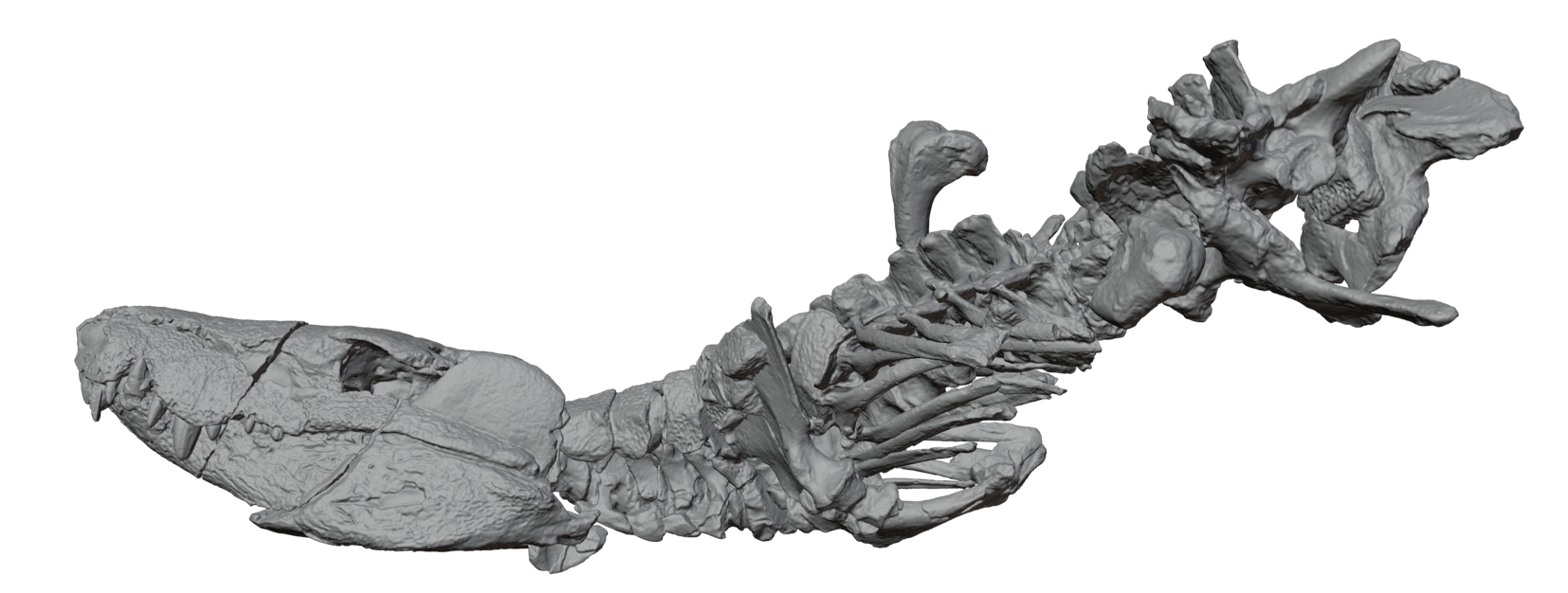 3D model of remains of Kostensuchus atrox n.gen et sp. as found in the concretion in left lateral view. 