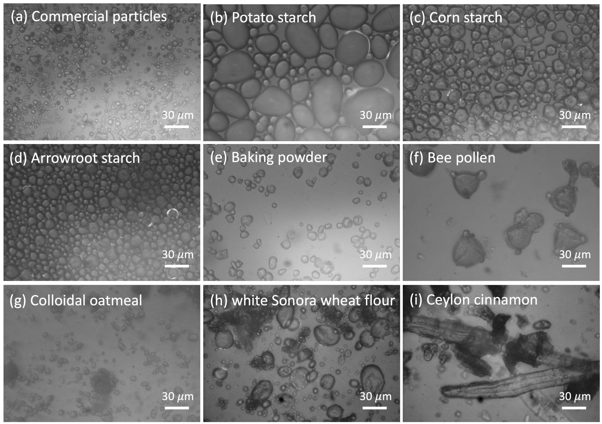 Biodegradable particles under the microscope.