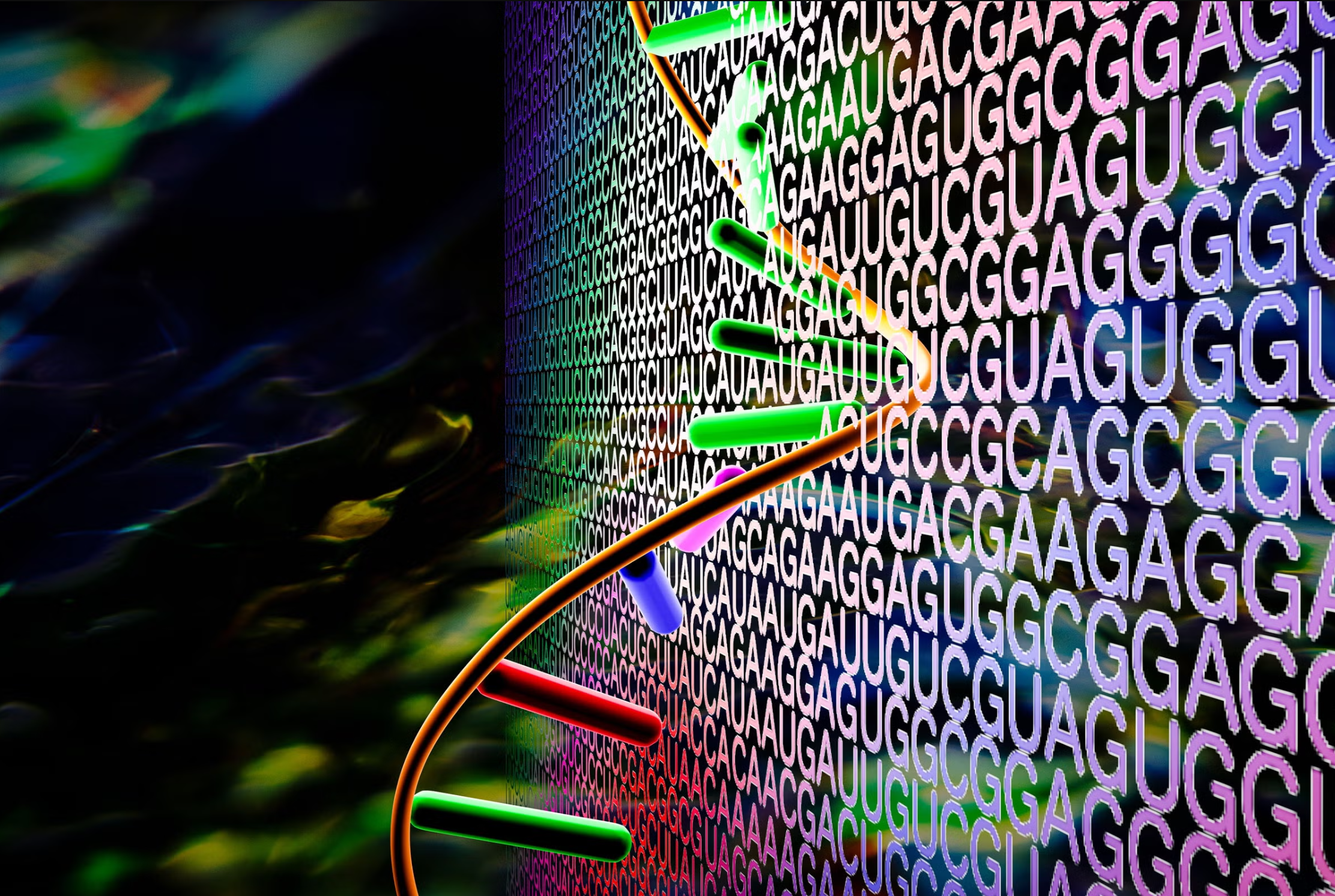 Subtle differences in an mRNA sequence enables a ribosome to produce more or less of a certain protein. A new AI model called RiboNN predicts which sequences will be most efficiently produced and potentially, most effective for protein-based therapeutics. 