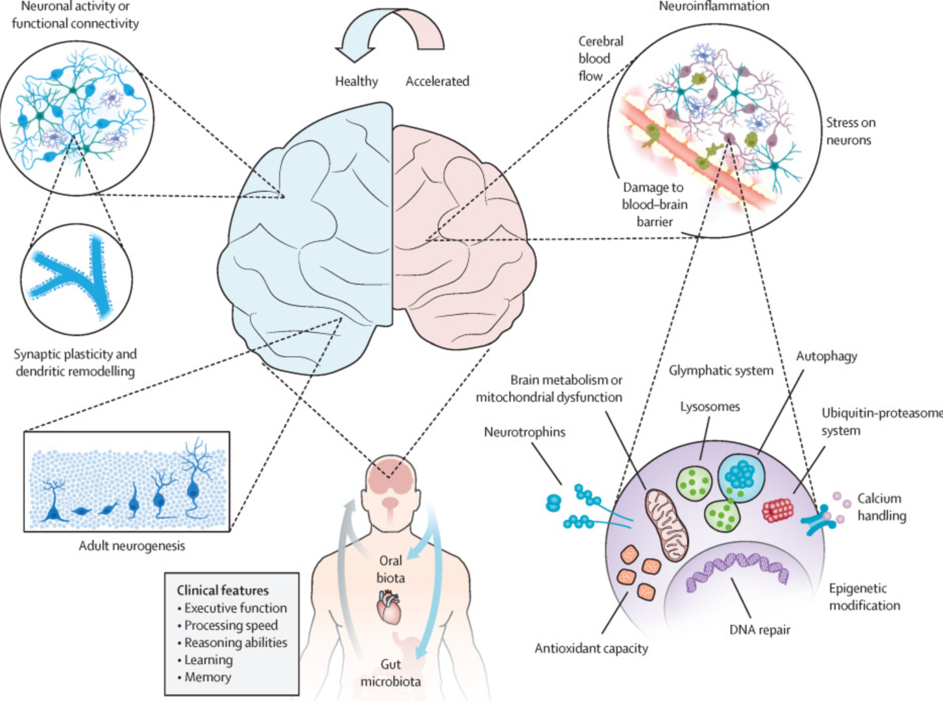 The brain constantly rewires itself, creating new pathways and strengthening existing ones. Exercise stimulates this process, supporting memory and learning.