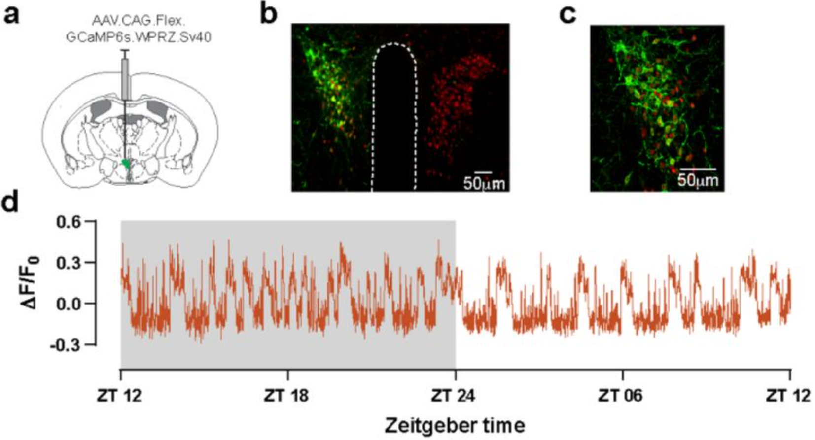 Ultradian rhythms of CRHPVN neuron activity in freely behaving mice.