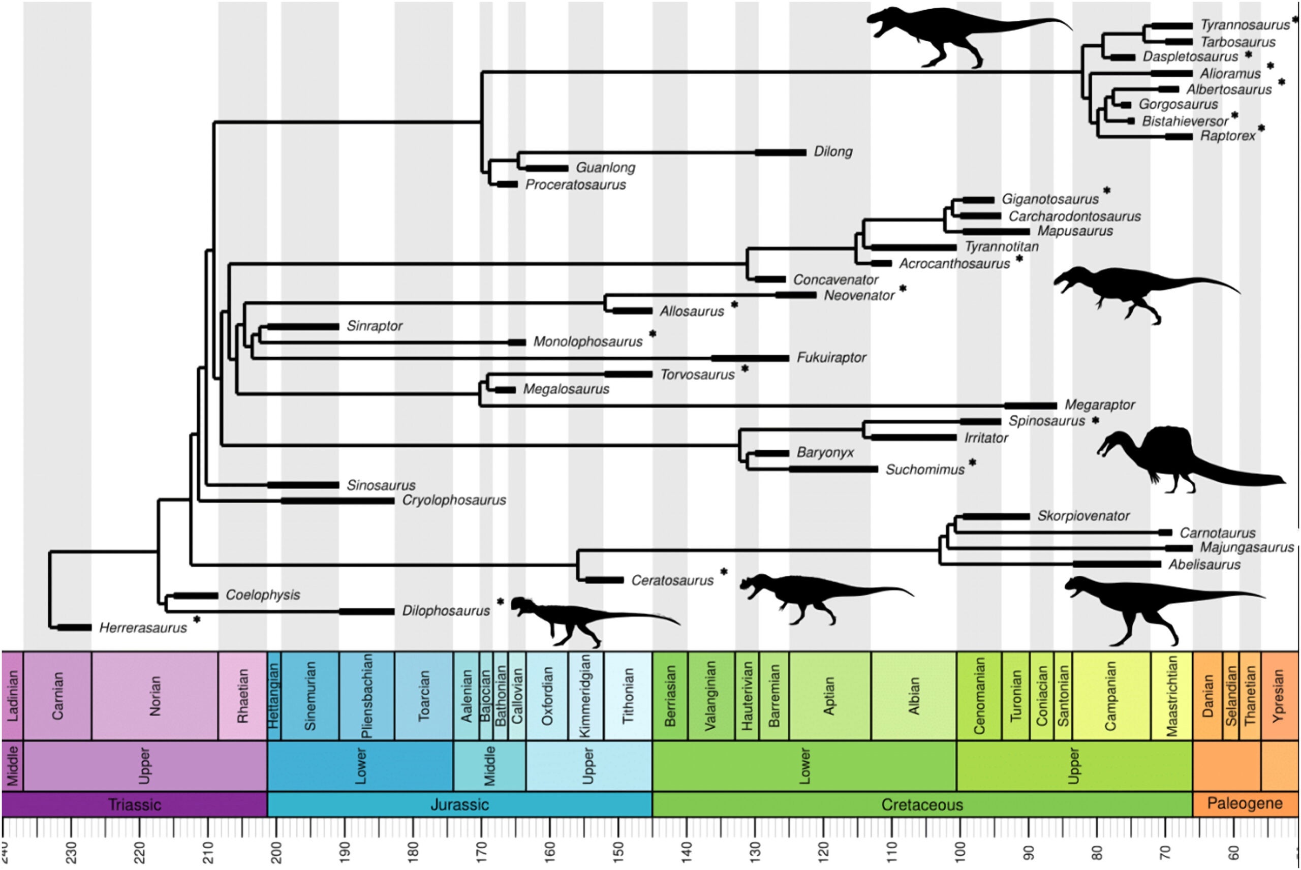 Phylogeny based on several recent studies (Brusatte and Carr, Hendrickx et al., and Tanaka et al.). Asterisks indicate taxa included in this study.