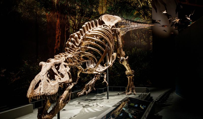 Skeleton of a Tyrannosaurus rex, excavation site: Murray Ranch, Montana, USA