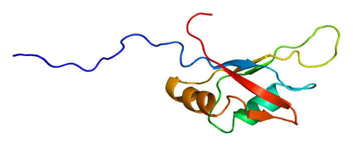 The TRA2β protein.