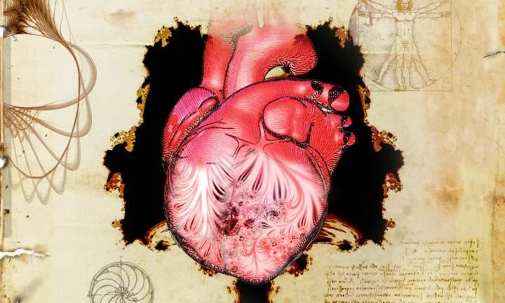 The heart and its trabeculae, first described by Leonardo da Vinci. 