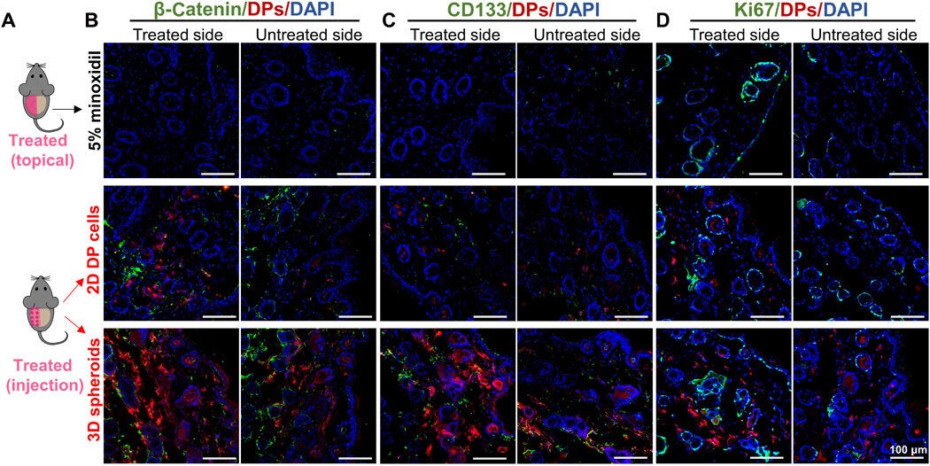 Comparison of the hair follicle phase with topical treatment of 5% minoxidil against injecting 2D DP cells or 3D spheroids, respectively.