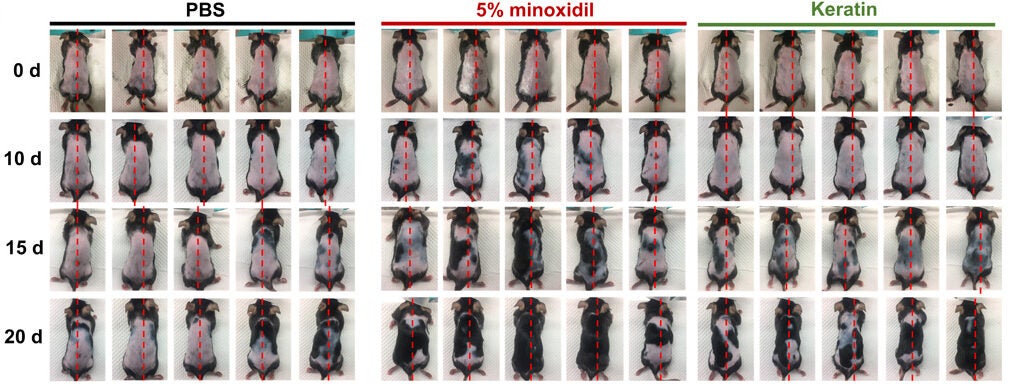 Dorsal hair growth experiment on C57BL/6 mice. Observation of hair coverage. Mice were divided into five groups (n = 5) and treated on their left halves. Mice were imaged on days 0, 10, 15, and 20, respectively.