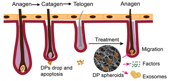 Schematic illustrating how DP spheroids promote the hair cycle transition from catagen to telogen via the migration and secretion of factors and exosomes.