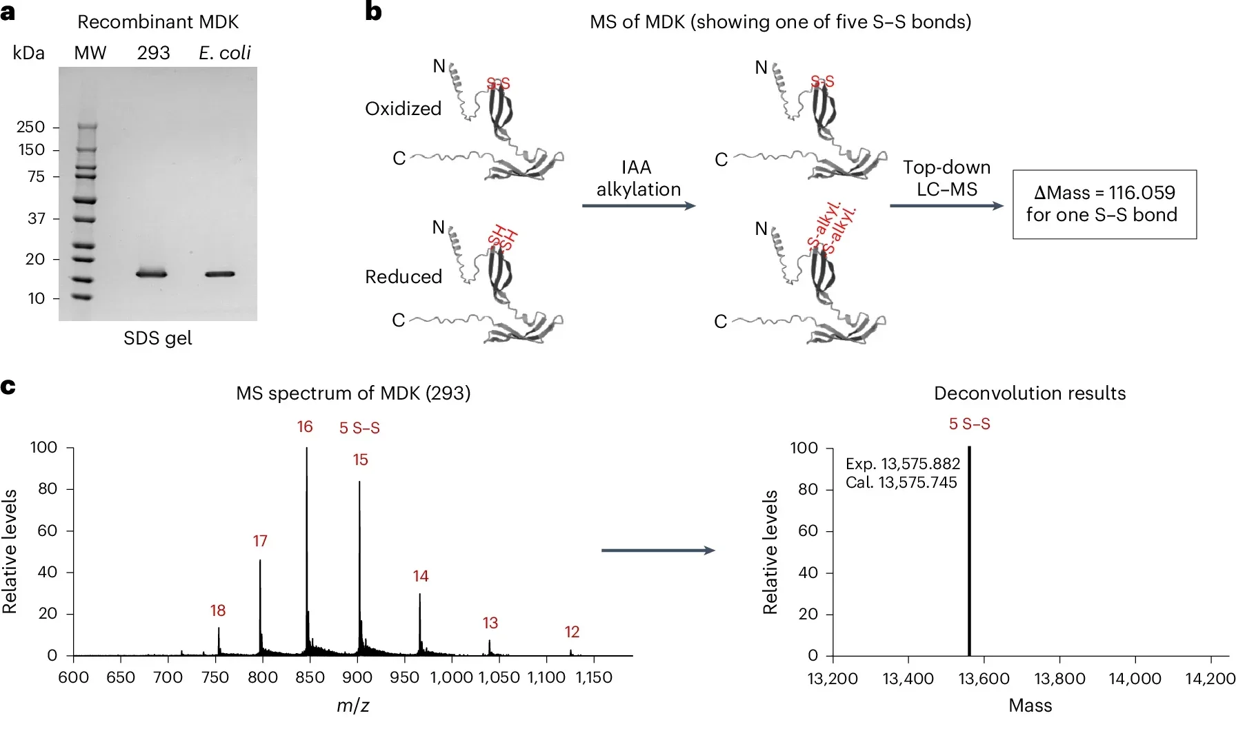Characterization of recombinant MDK proteins and their impact on Aβ fibrillation.