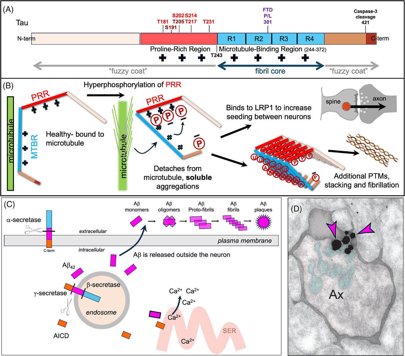 Basic tau and amyloid Aβ42 cell biology and pathology.