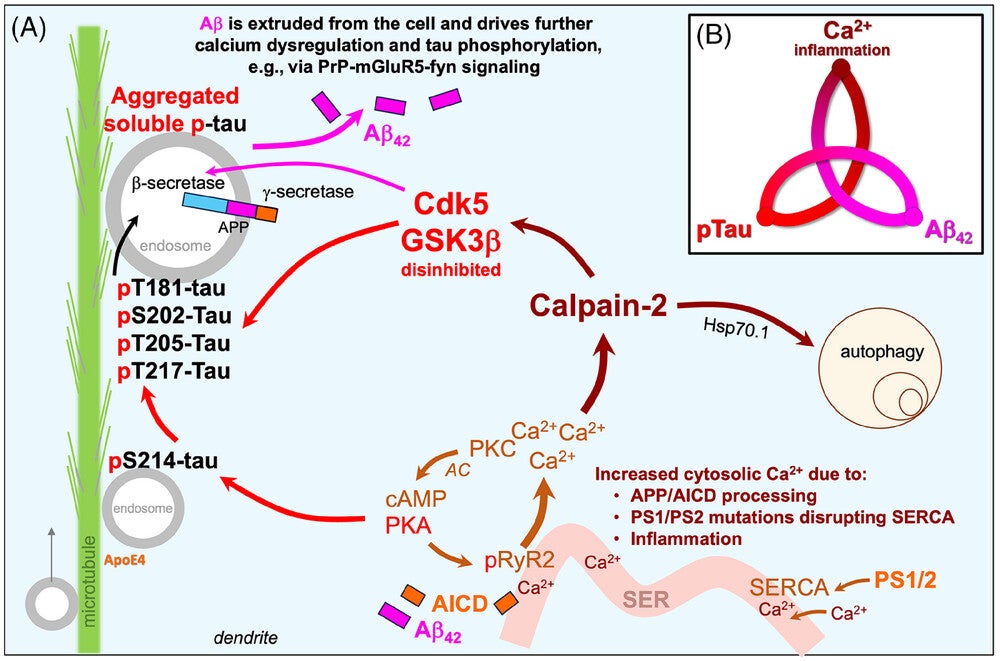 Schematic diagram of interactions between dysregulated calcium signaling and tau and amyloid beta 42 (Aβ42) pathologies that may propel Alzheimer's disease (AD) pathology within dendrites.