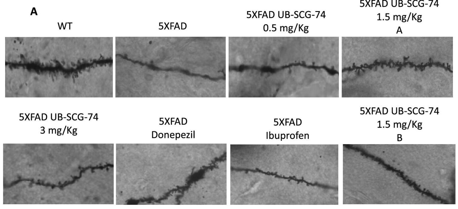Golgi staining. (A) Representative images of the dendritic tree under different experimental conditions.