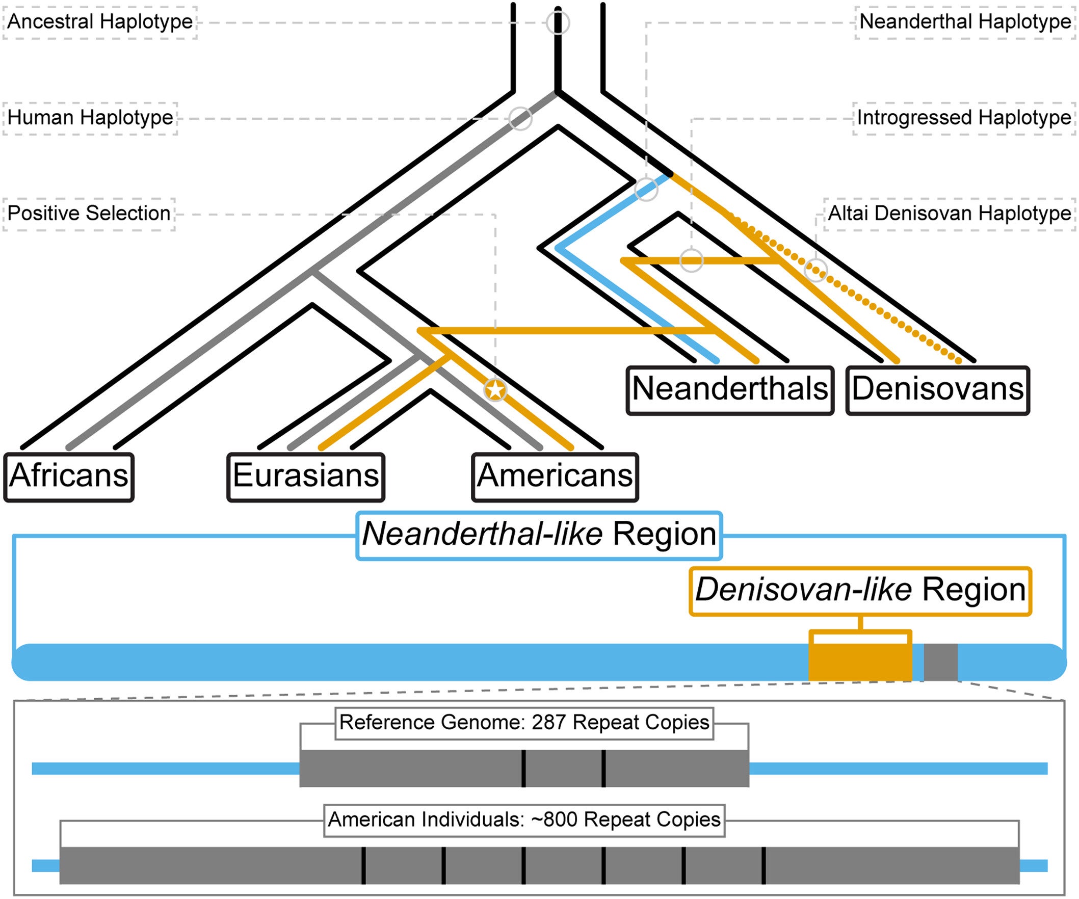 The proposed evolutionary history of MUC19. The Denisovan-like haplotype (in orange) was first introgressed from Denisovans into Neanderthals and then introgressed into modern humans.