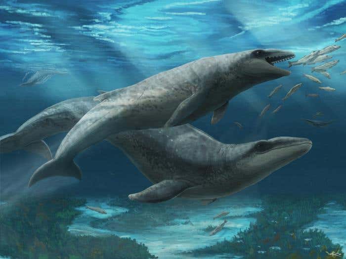 Janjucetus dullardi calf and mother.