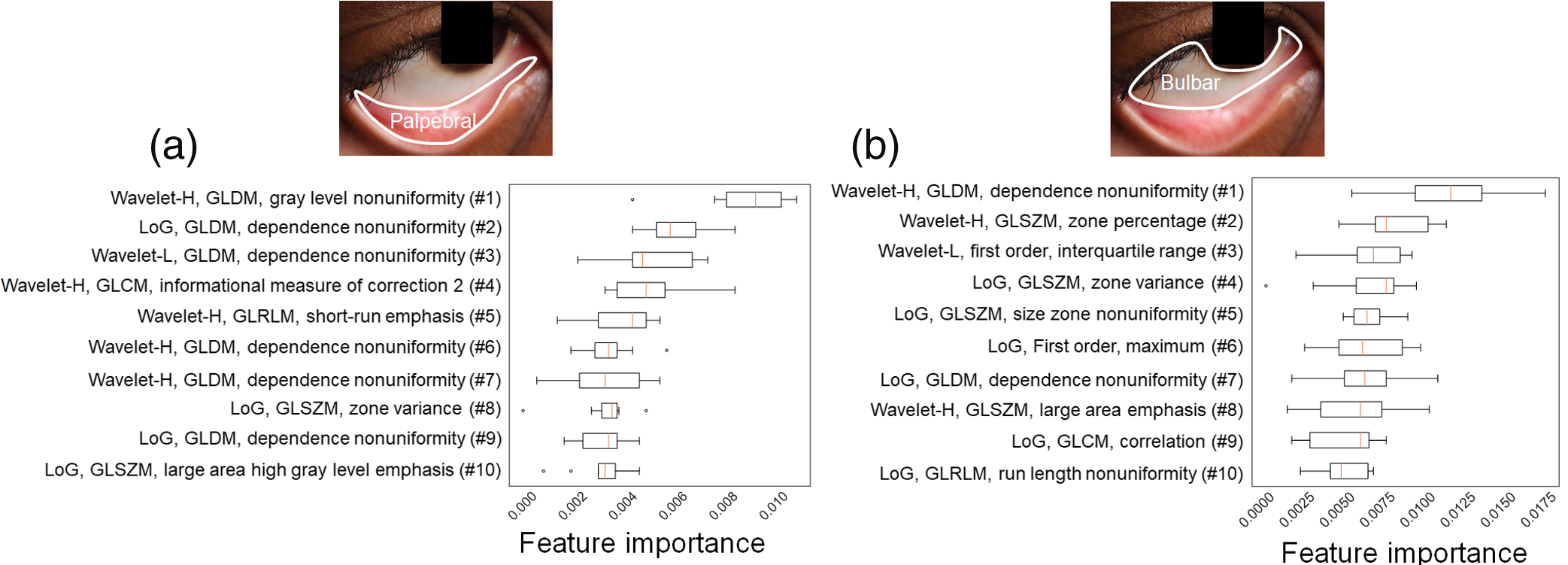 Identification of radiomic features relevant to anemia and correlation analyses in the palpebral and bulbar conjunctivae for anemia prediction. (a) and (b) Feature importance of the top 10 radiomic features, including first-order statistics, textural features, and wavelet features for the palpebral (a) and bulbar (b) conjunctivae.