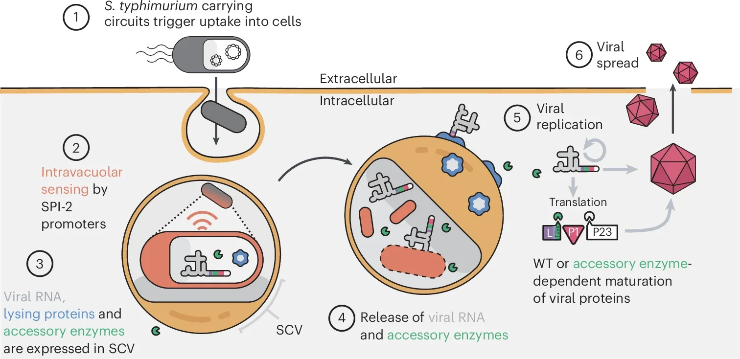 Programmed S. typhimurium autonomously lyse in host cytoplasm to launch viral RNA and an essential orthogonal viral protease.