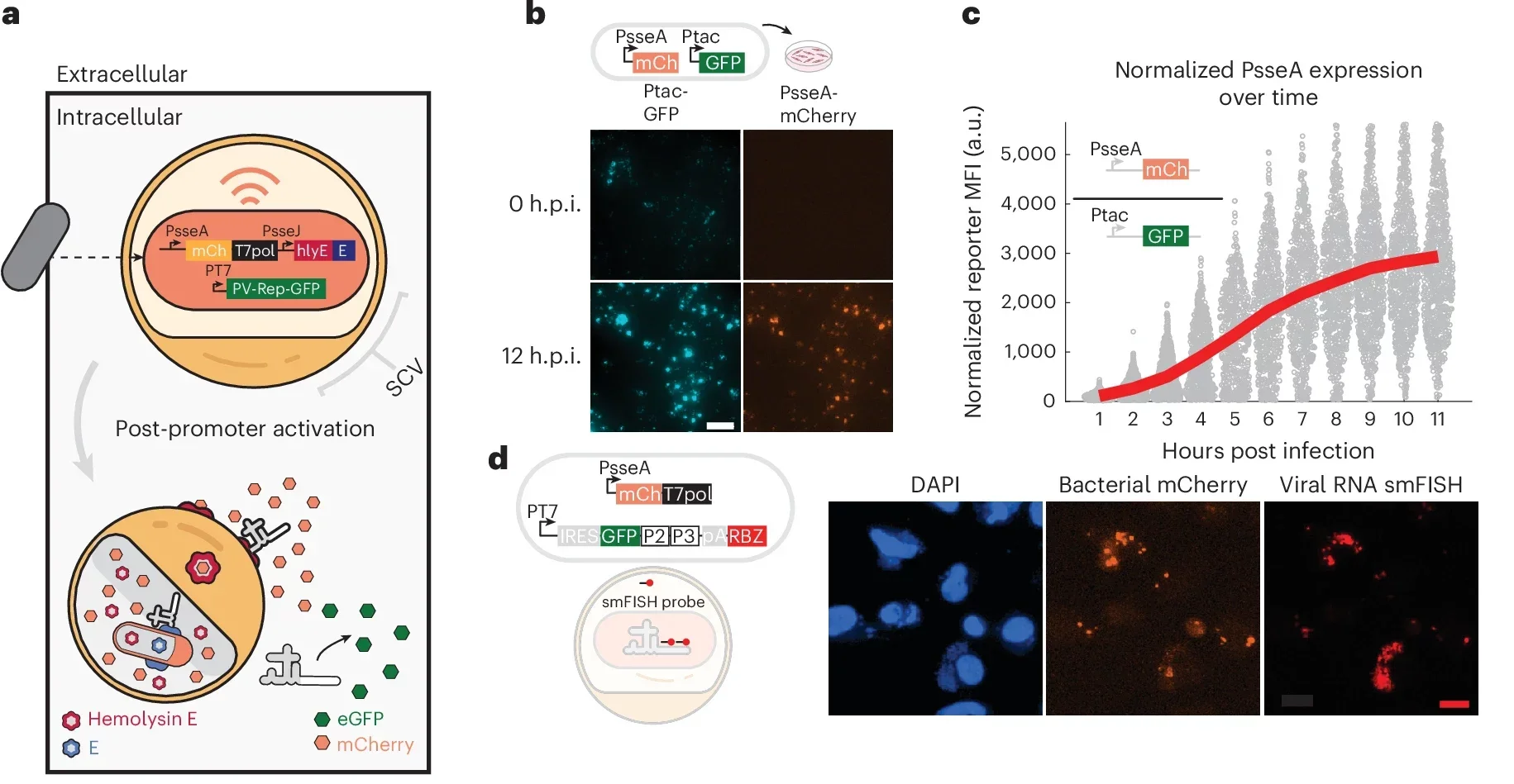 Engineered bacteria deliver self-replicating RNA into the cytoplasm of host cells.