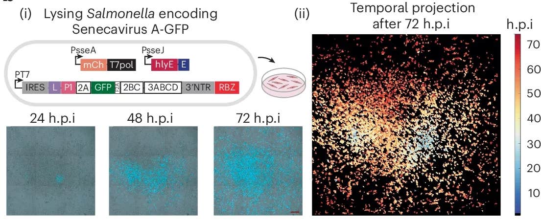 Scientists harness bacteria to deliver cancer-killing virus and
