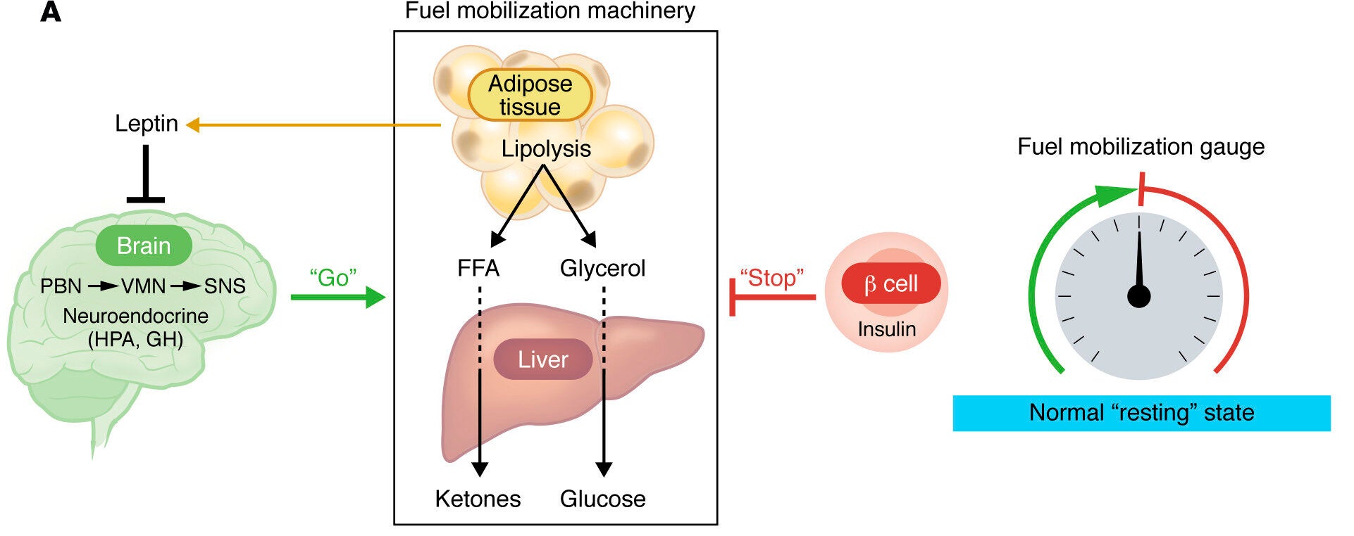 Under fed conditions, fuel mobilization is inhibited both by the action of leptin in the brain and by the inhibitory effect of insulin (secreted by pancreatic β cells) on liver and adipose tissue