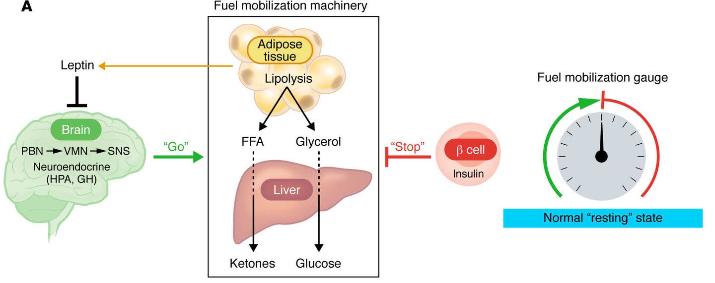 Brain hormone Leptin may cure type 1 diabetes without insulin - The Brighter Side of News Brain hormone Leptin may cure type 1 diabetes without insulin - The Brighter Side of News