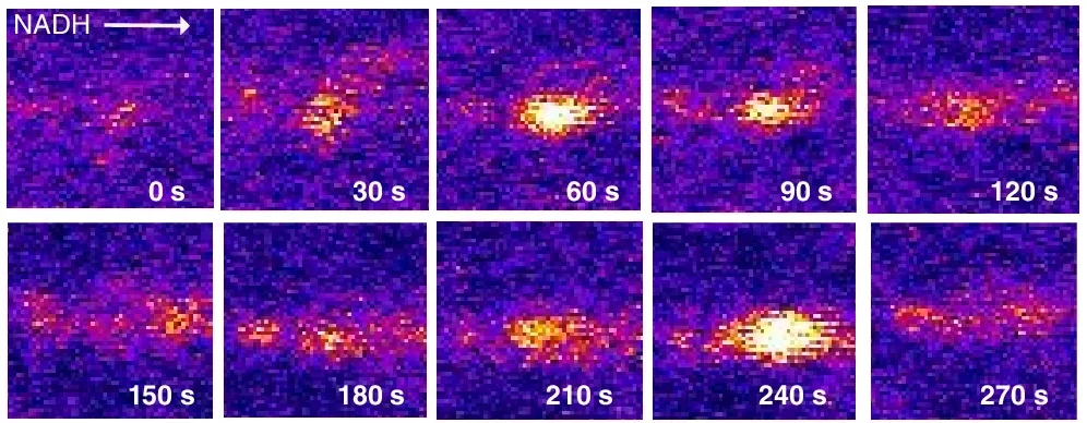 Demonstration of single neuron NAD(P)H optical imaging with a 3-photon microscope.