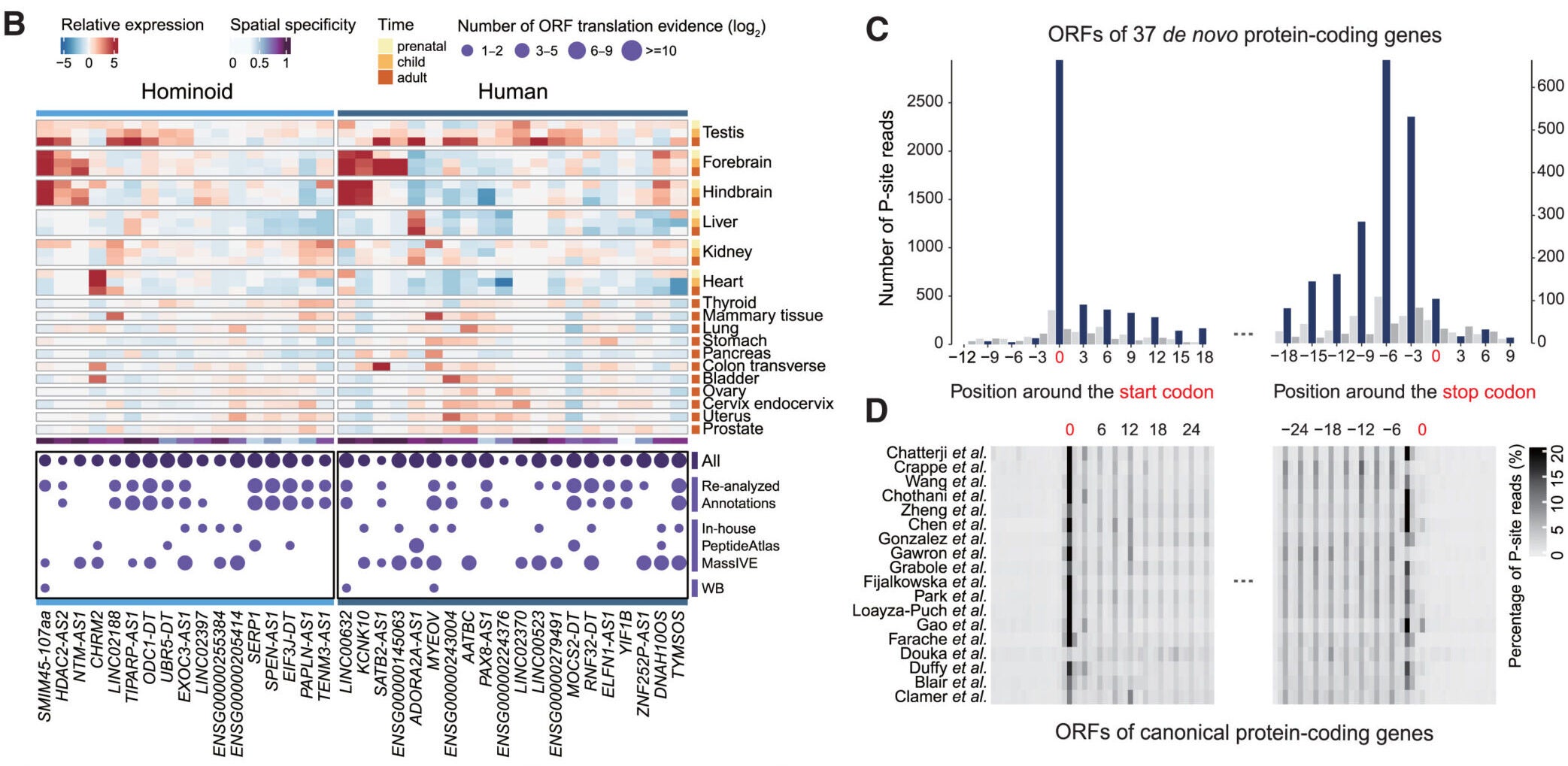 Newly originated de novo genes in humans and their evolutionary trajectories