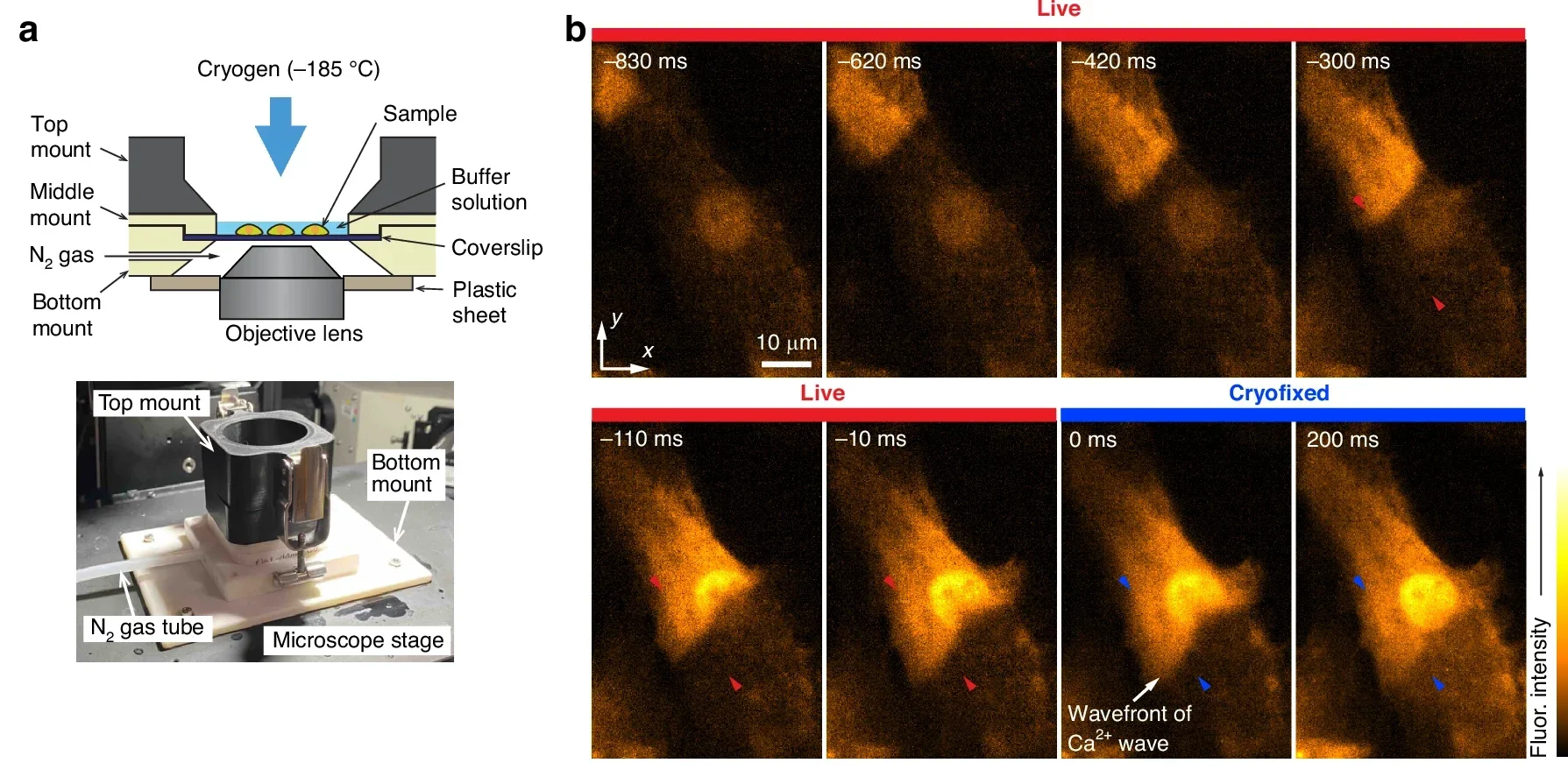Cross-sectional schematics and photograph of on-stage freezing chamber.