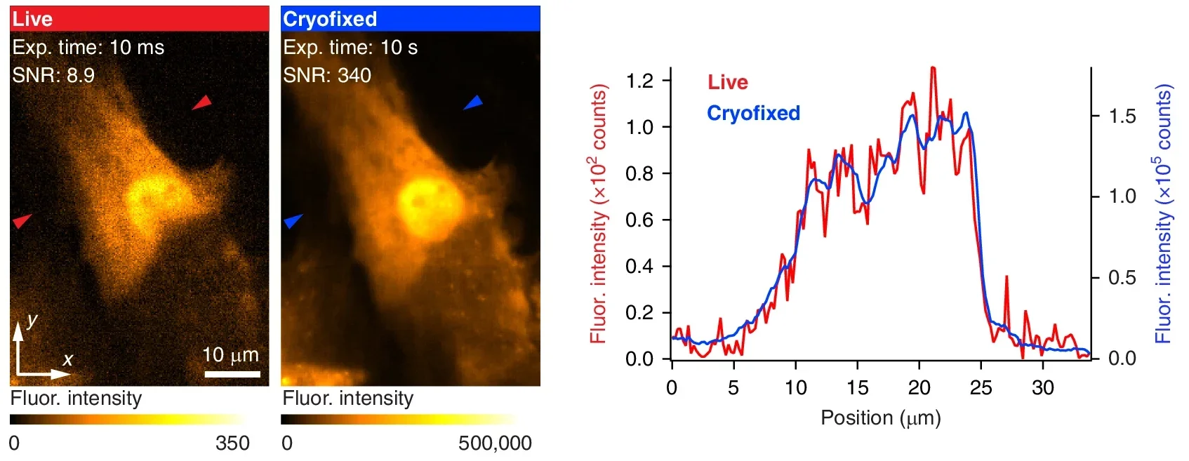 Fluorescence images of Fluo-4 loaded neonatal rat cardiomyocyte and fluorescence intensity line profiles of the lines indicated by the red and blue arrows in the fluorescence images.