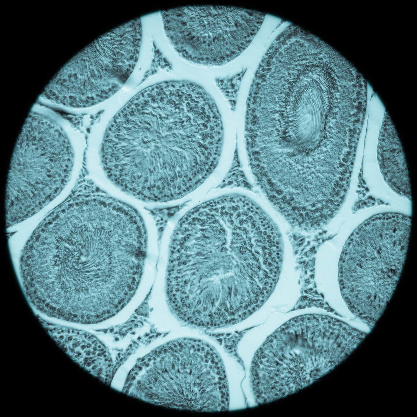 A breakthrough in cryo-optical microscopy lets scientists freeze cells within milliseconds, capturing fleeting signals with high resolution and clarity.