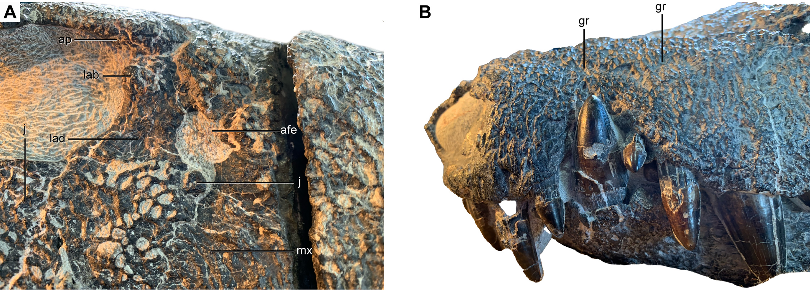 Details of rostral anatomy of Kostensuchus atrox gen. et sp. nov. Photographs of right antorbital region in lateral view (A) and left surface of rostrum in anterolateral view (B). 