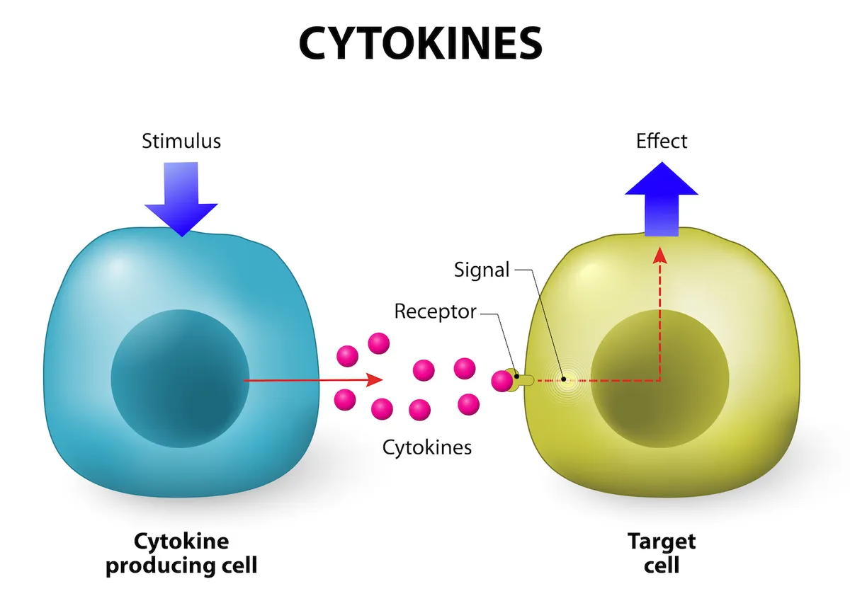 Illustration showing a cell releasing cytokines that bind to a target cell, triggering a specific response. Accurate cytokine release is essential for effective immune function.