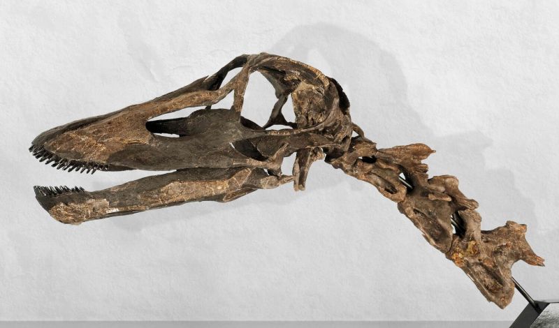 Skull with teeth of the sauropod Kaatedocus siberi, discovery site: Howe Ranch, Wyoming, USA.
