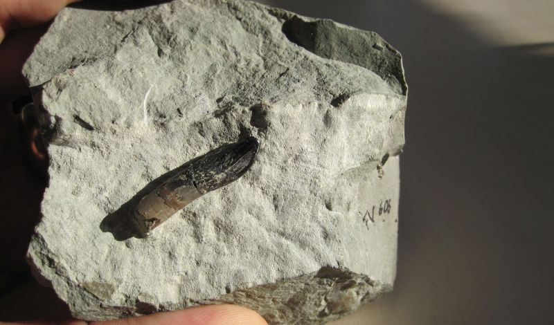 Tooth of a Europasaurus, a dinosaur similar to Diplodocus, in limestone, found in the Langenberg quarry in the Harz Mountains which was also analysed in the study.