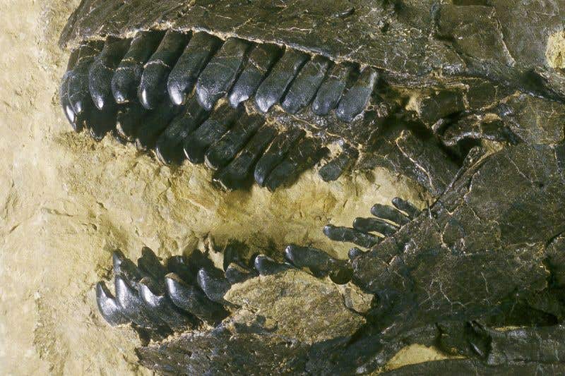 Camarasaurus teeth from Howe Ranch, Wyoming.