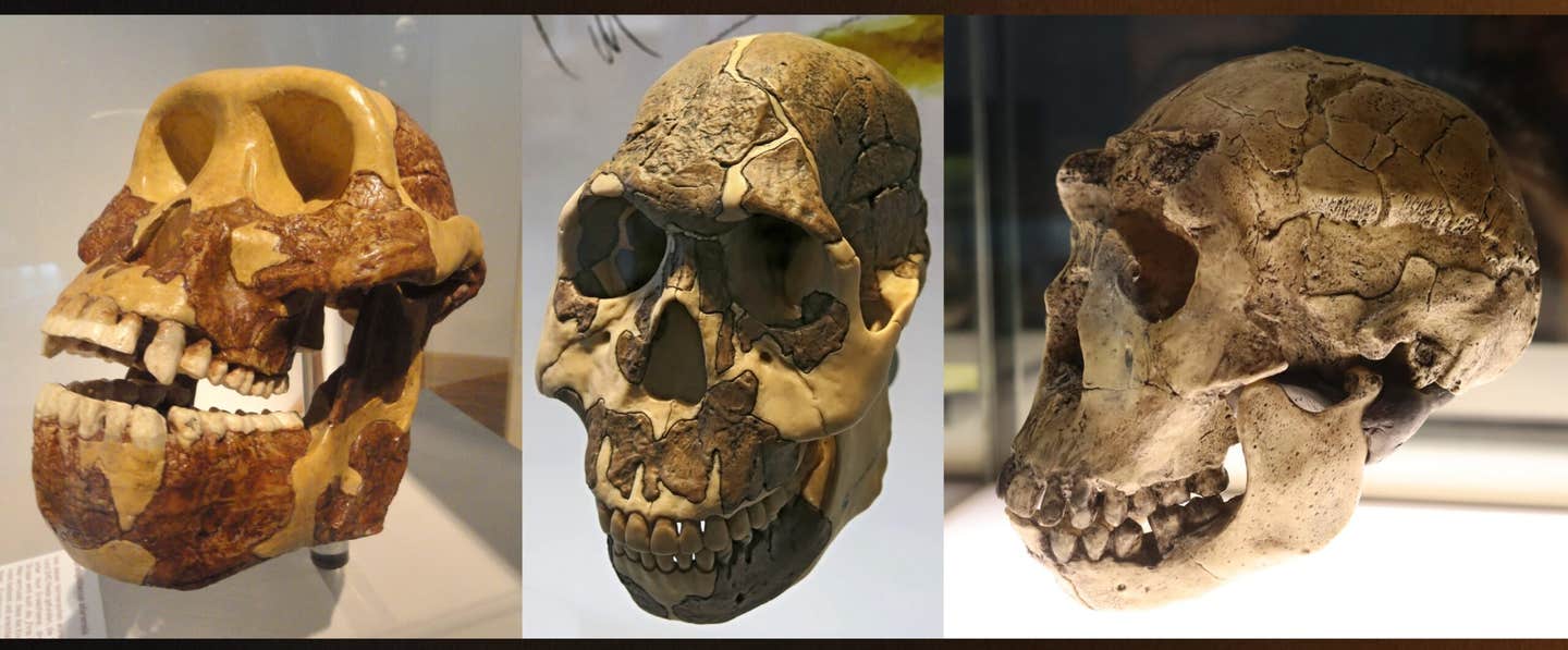 Chronologically from left, the molars of human ancestors got longer over millennia to suit a diet of high-carb grassy plants.