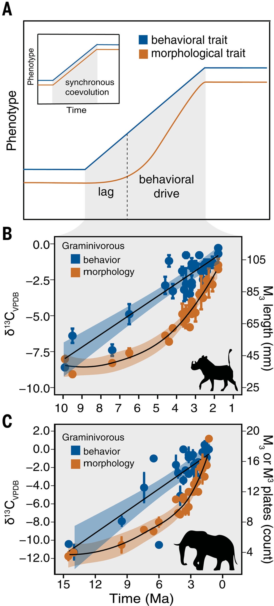 Temporal covariation between behavior and a corresponding morphological trait.